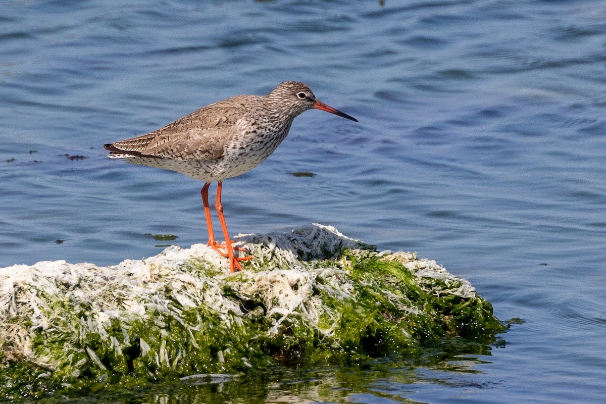 Common Redshank - Grégoire Duffez