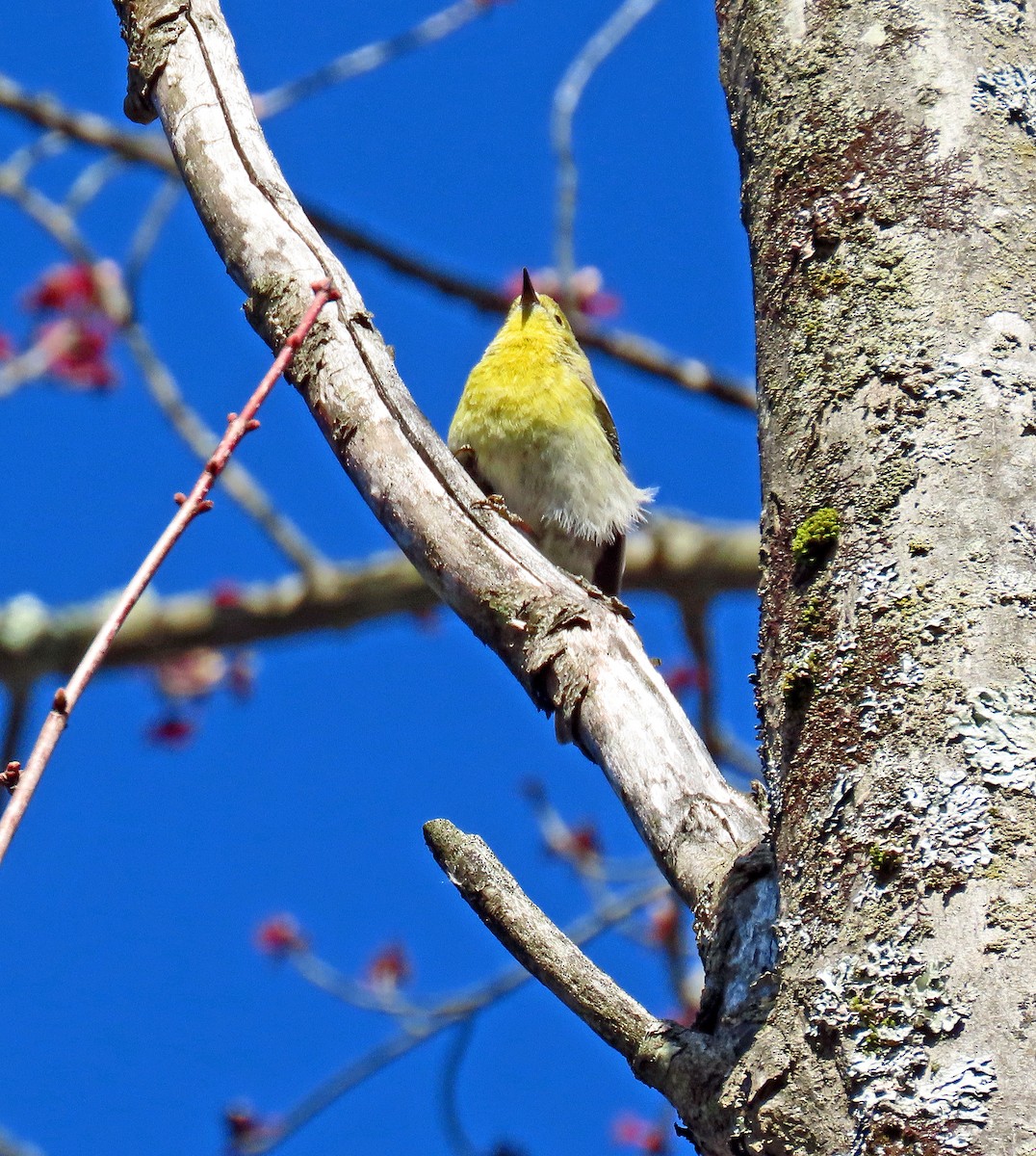 Pine Warbler - ML618075599