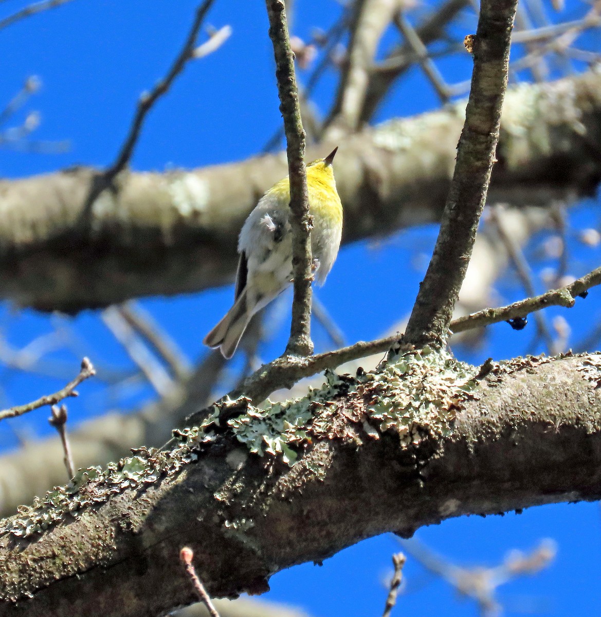 Pine Warbler - Shilo McDonald