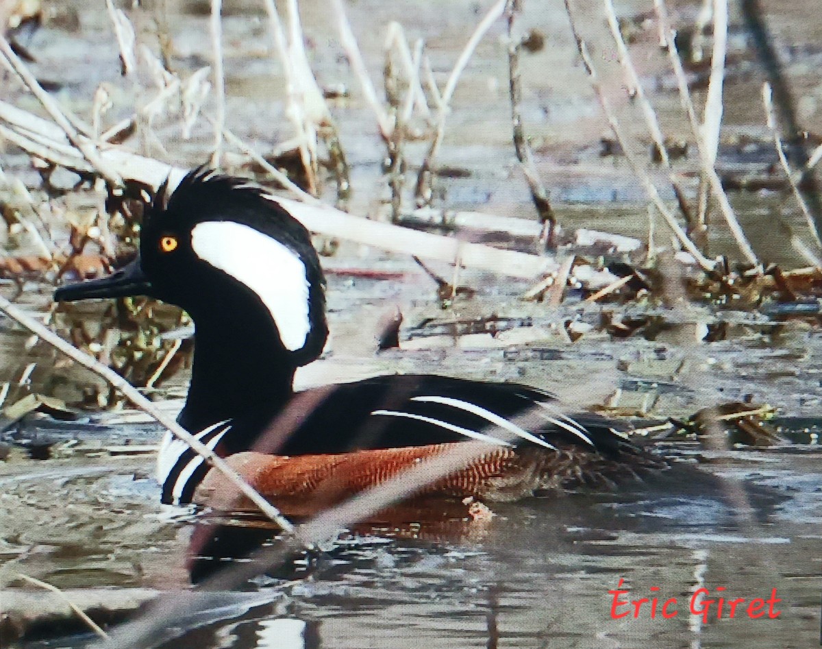 Hooded Merganser - Éric giret