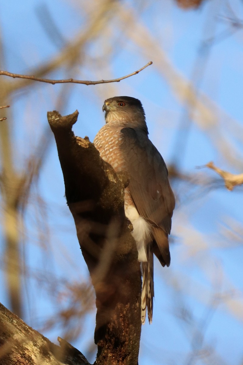 Cooper's Hawk - Julie Zook