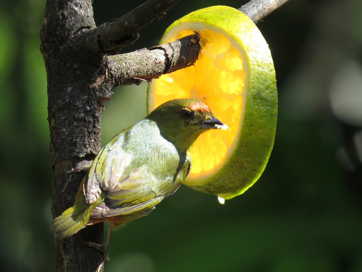 Olive-backed Euphonia - Scott Schwenk