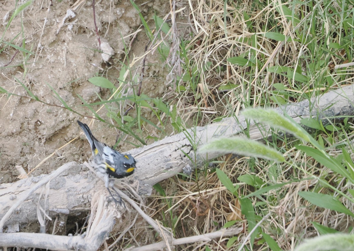 Yellow-rumped Warbler - Paul Linton