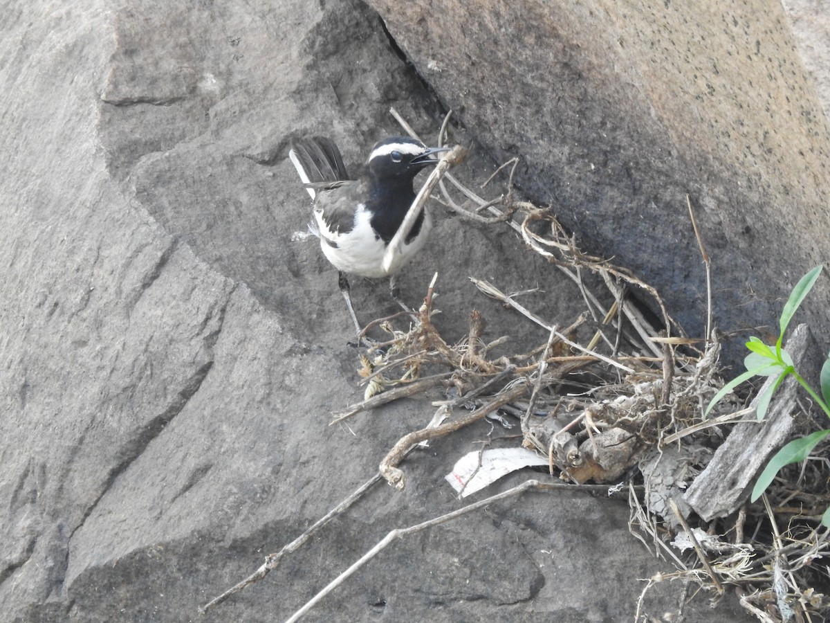 White-browed Wagtail - Manish Shukla