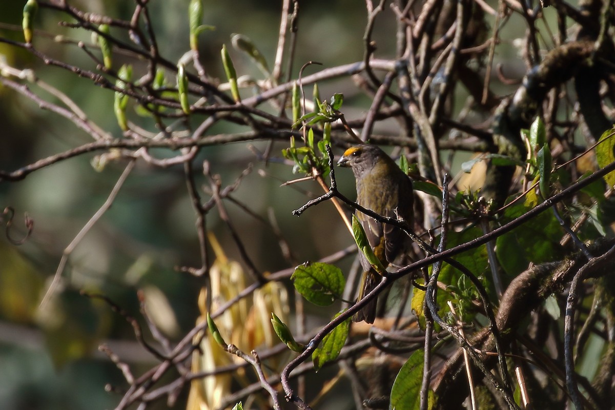 Crimson-browed Finch - ML618075688