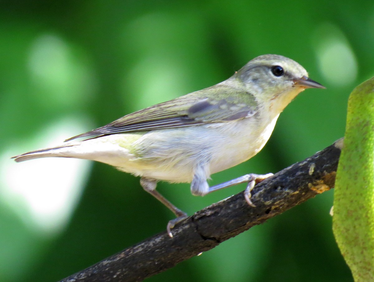 Tennessee Warbler - ML618075708