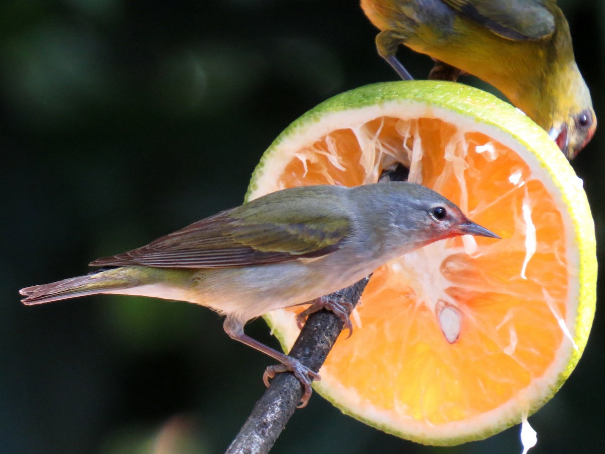 Tennessee Warbler - Scott Schwenk