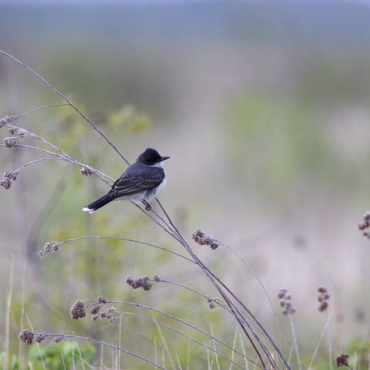 Eastern Kingbird - ML618075715