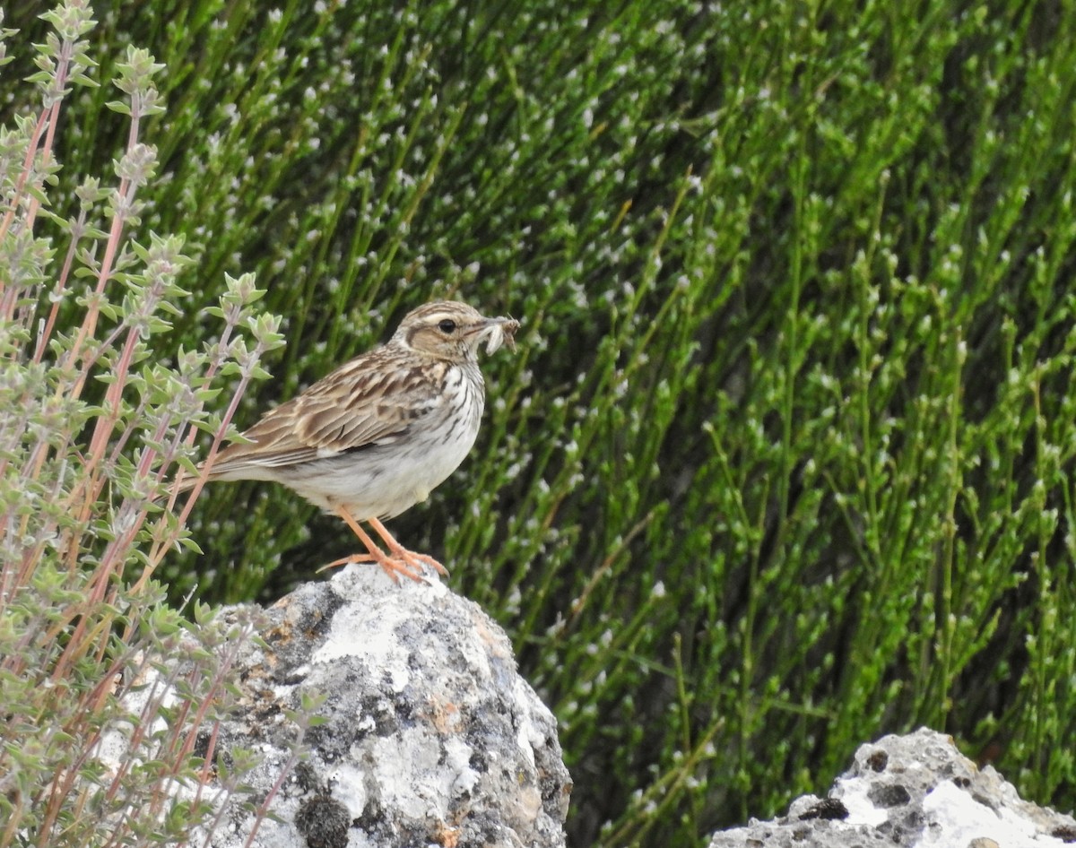 Wood Lark - ML618075735