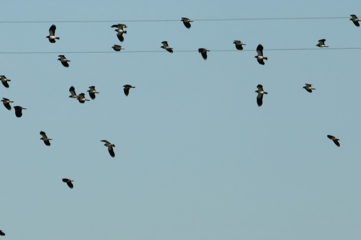 Northern Lapwing - ML618075736