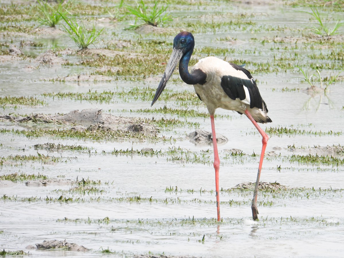 Black-necked Stork - tina shangloo