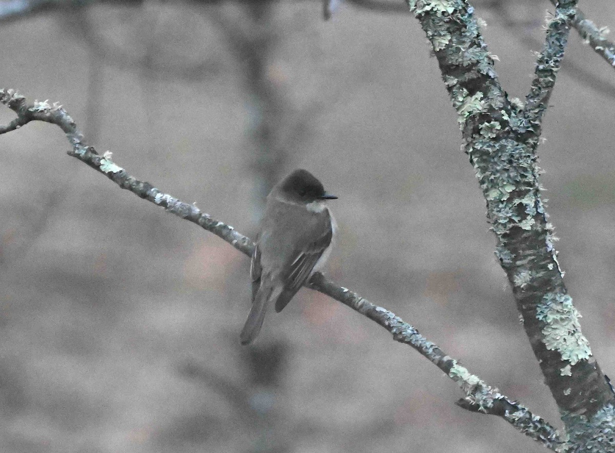 Eastern Phoebe - Damian Vraniak