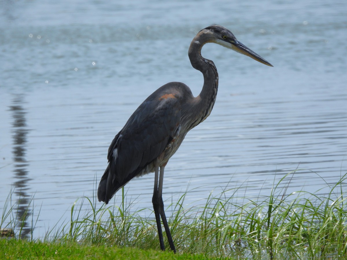 Great Blue Heron - ML618075773