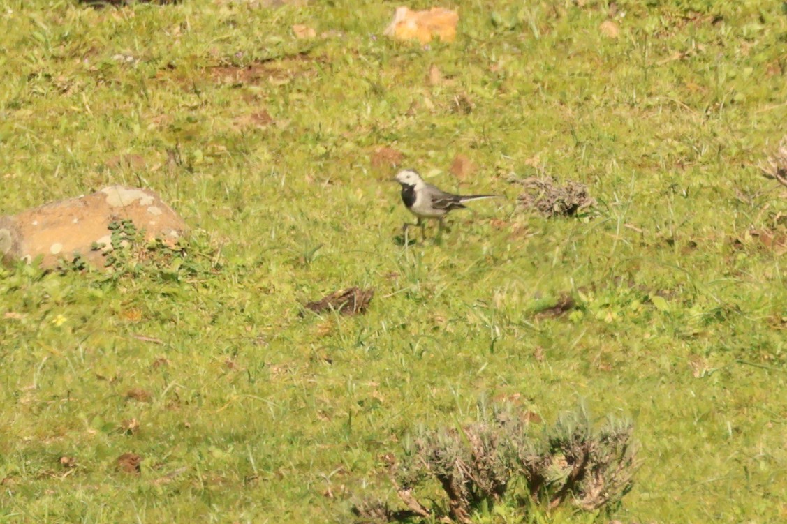 White Wagtail - Alexandre Hespanhol Leitão