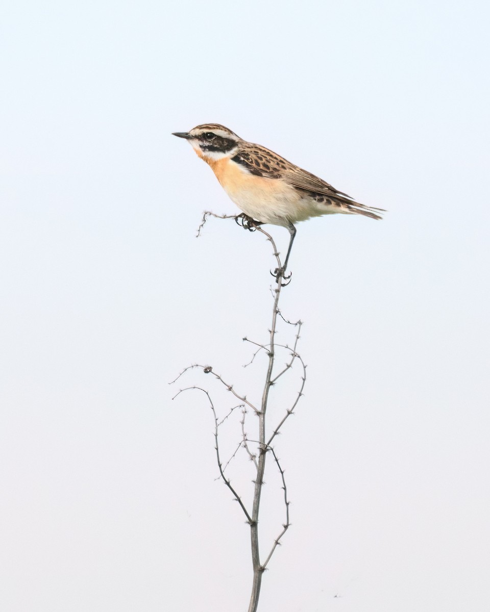 Whinchat - ML618075818