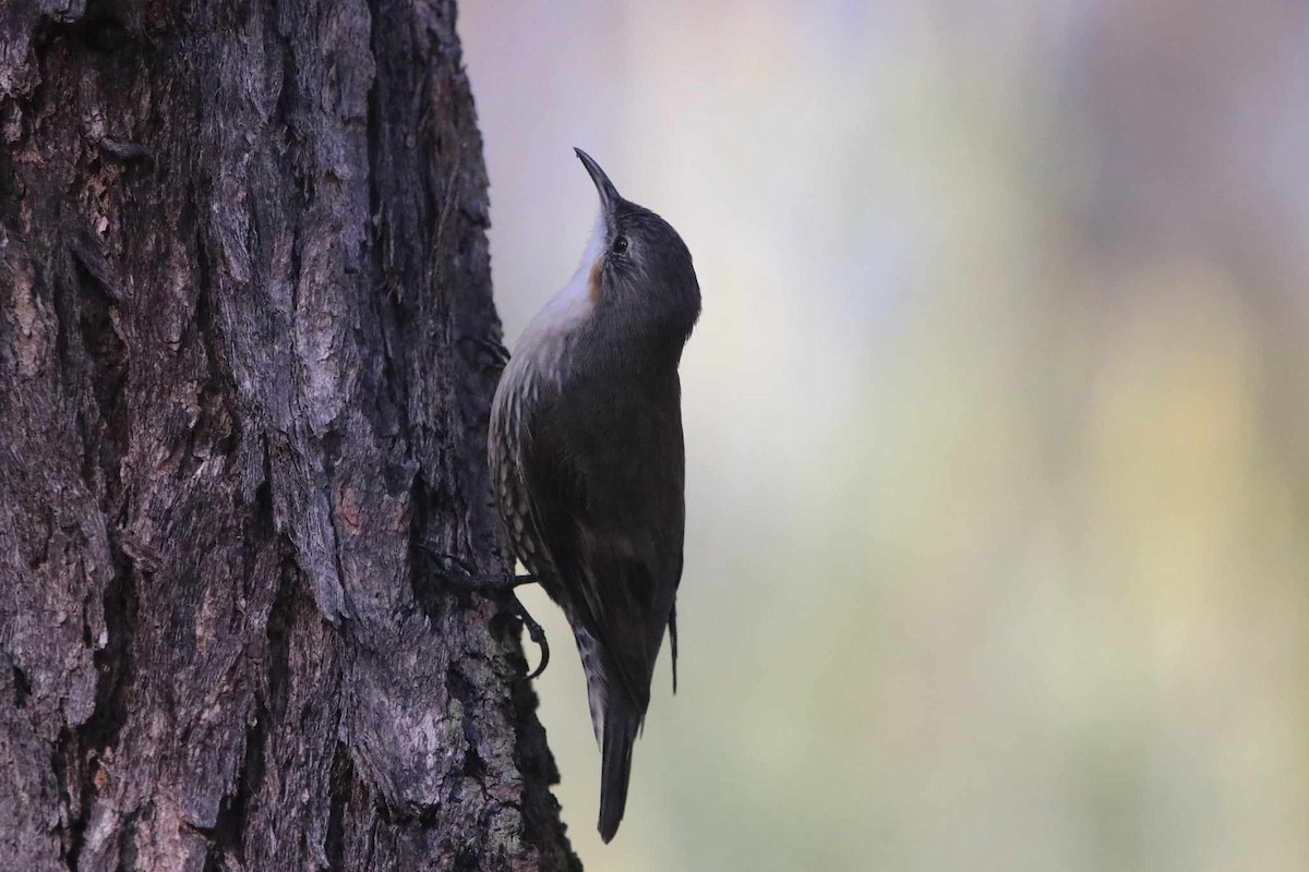 White-throated Treecreeper - ML618075825