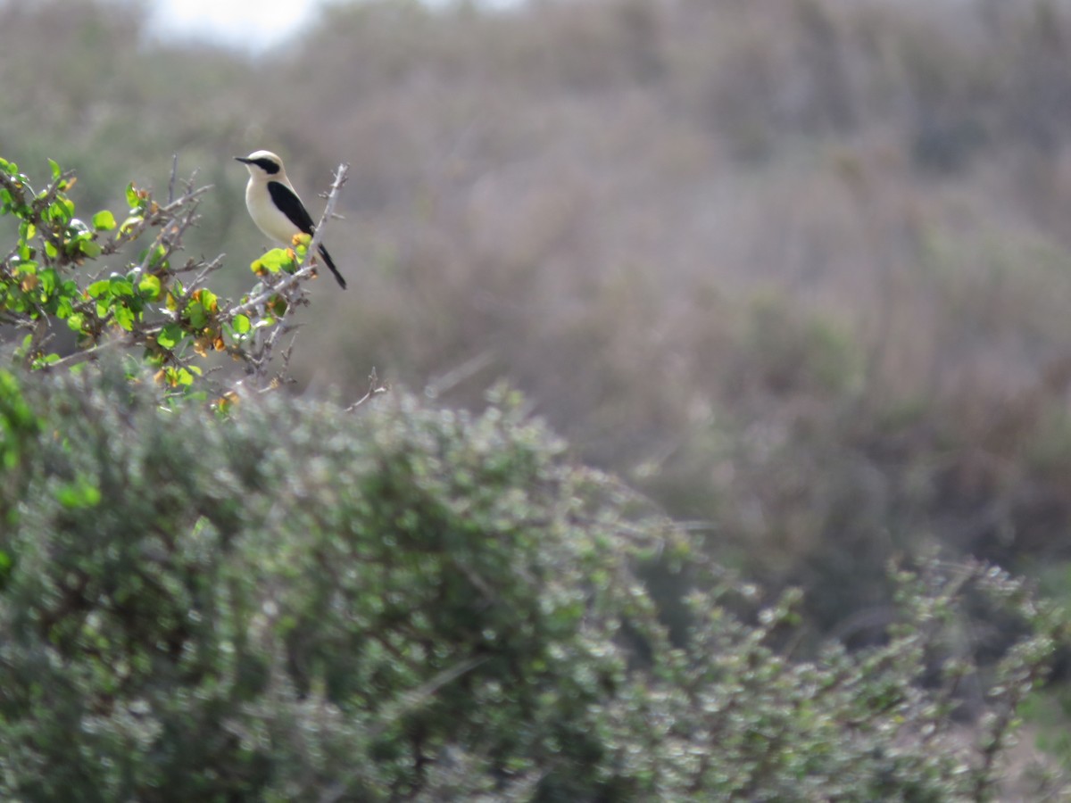 Western Black-eared Wheatear - ML618075830