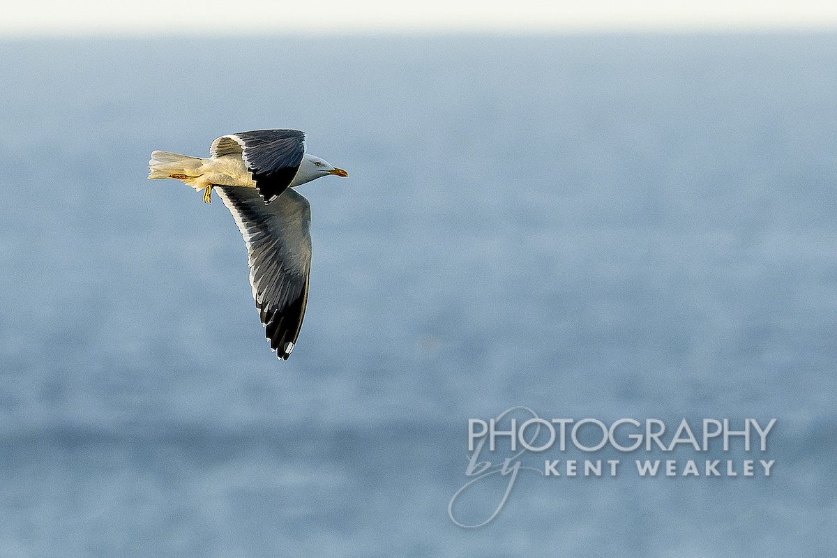 Yellow-legged Gull - ML618075862