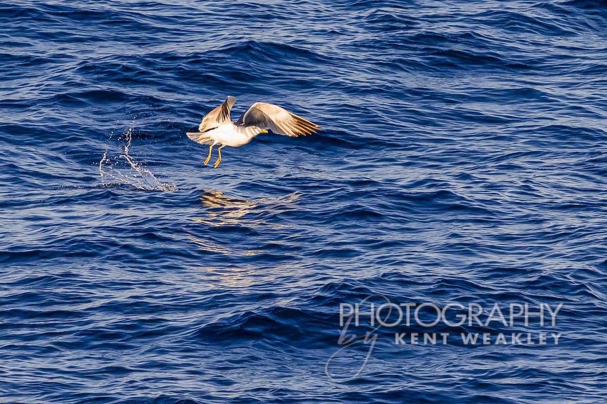 Yellow-legged Gull - Kent Weakley