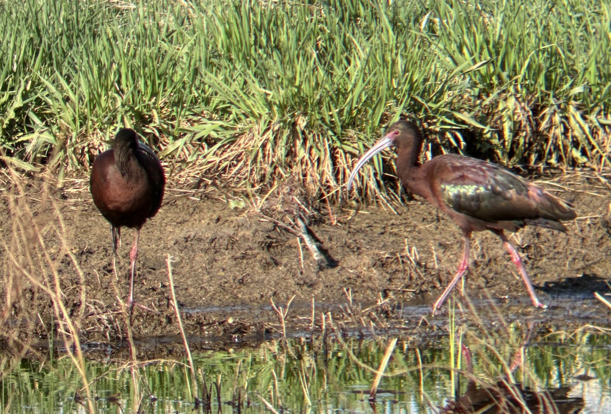 White-faced Ibis - Brian Danforth