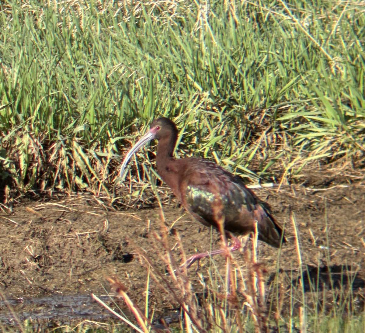 White-faced Ibis - Brian Danforth