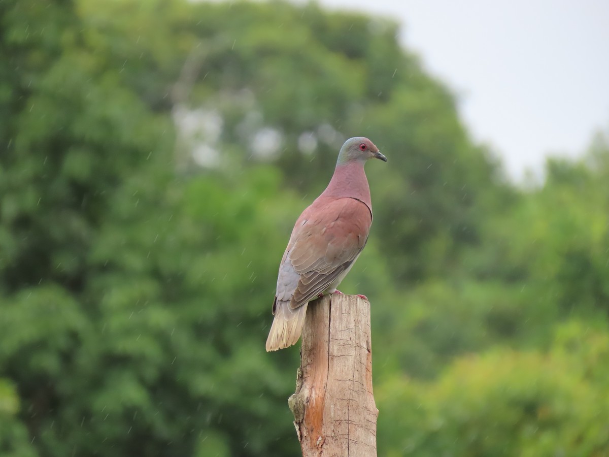 Pale-vented Pigeon - Stephen Younger