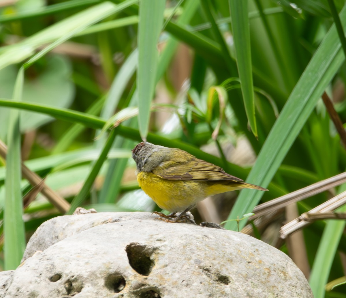 Nashville Warbler - ML618075915