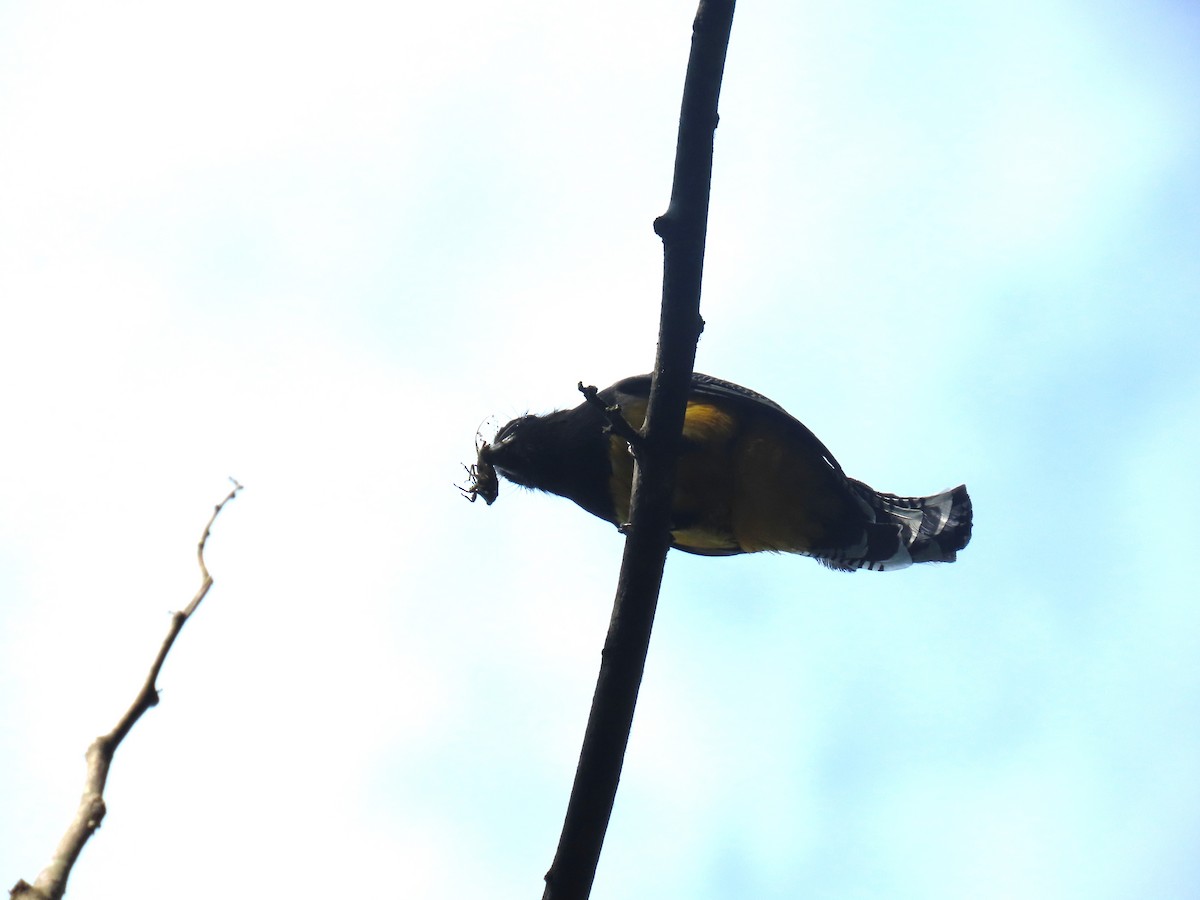 Northern Black-throated Trogon - Stephen Younger