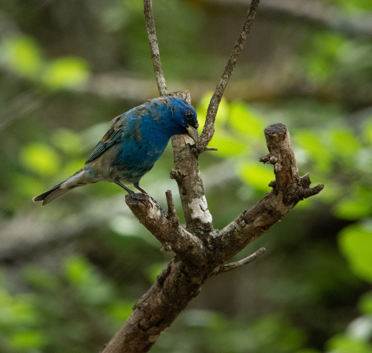 Indigo Bunting - ML618075940