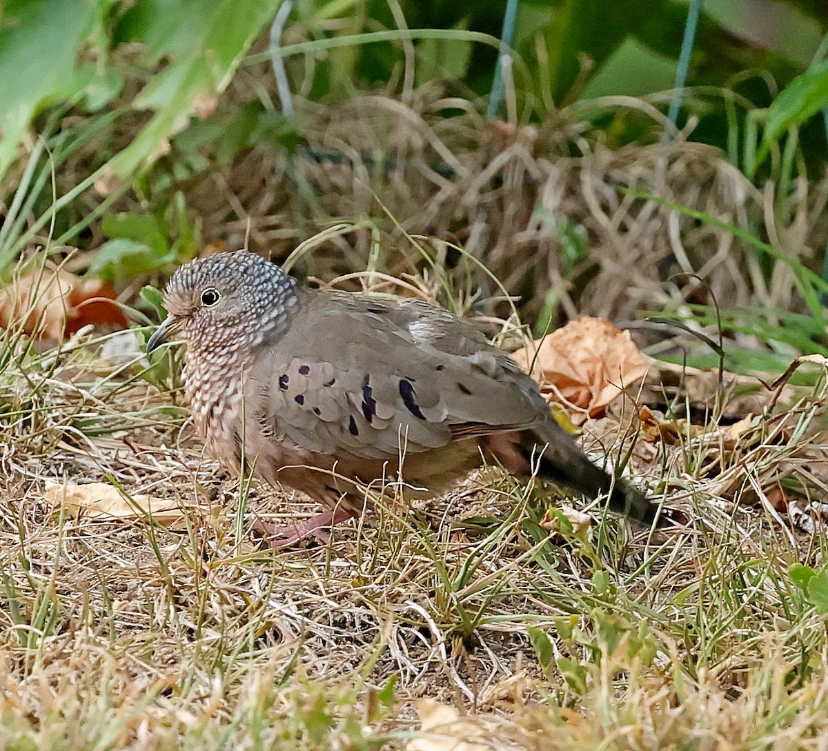 Zenaida Dove - Maciej  Kotlarski