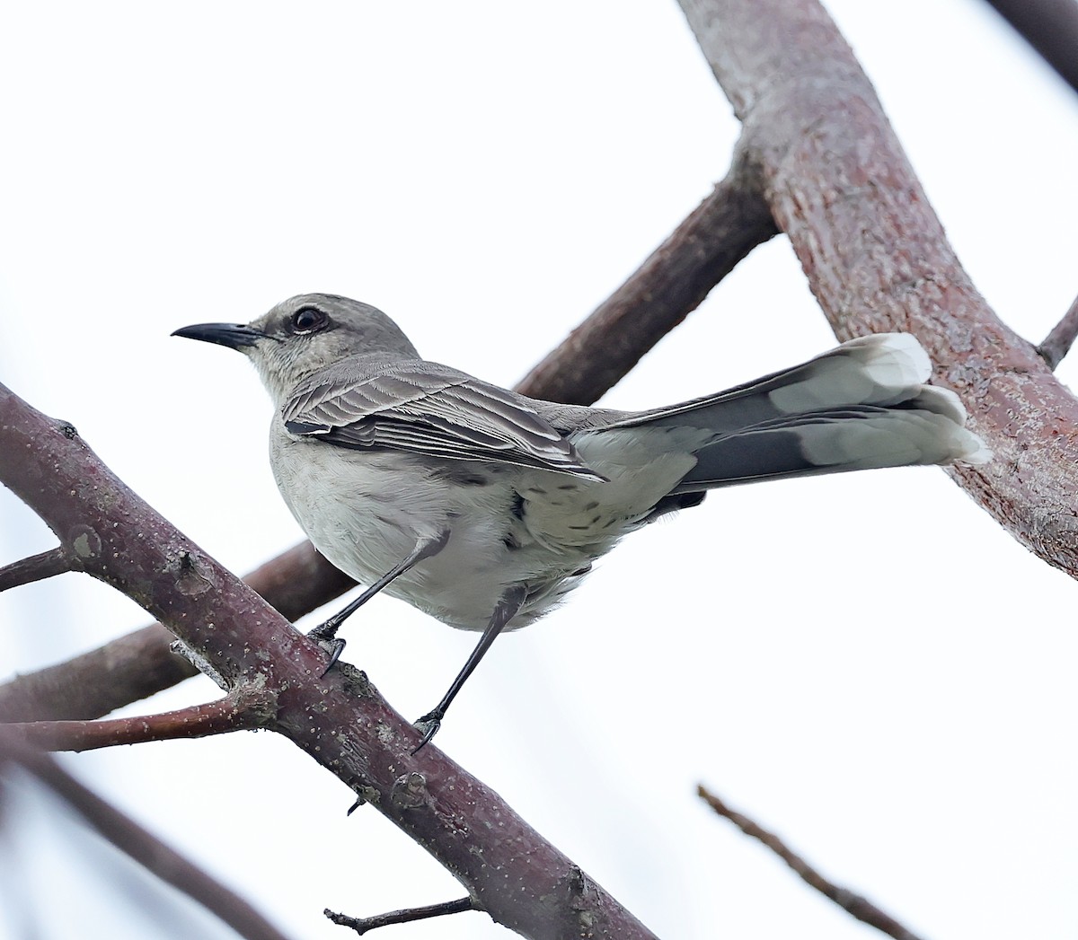 Tropical Mockingbird - Maciej  Kotlarski