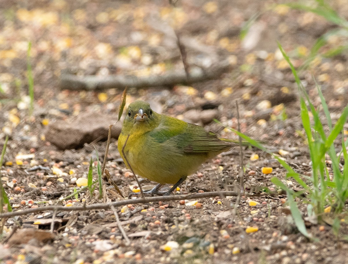 Painted Bunting - ML618075953