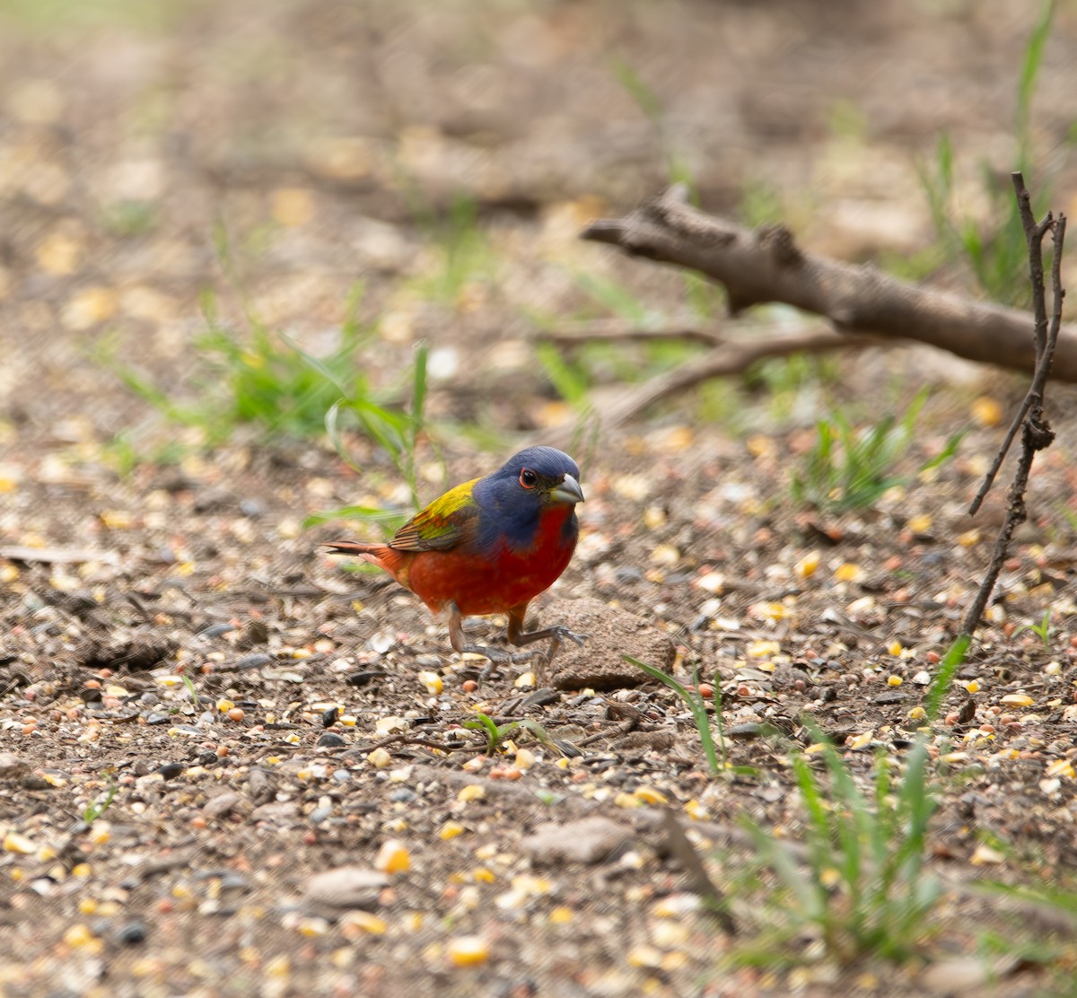 Painted Bunting - ML618075954
