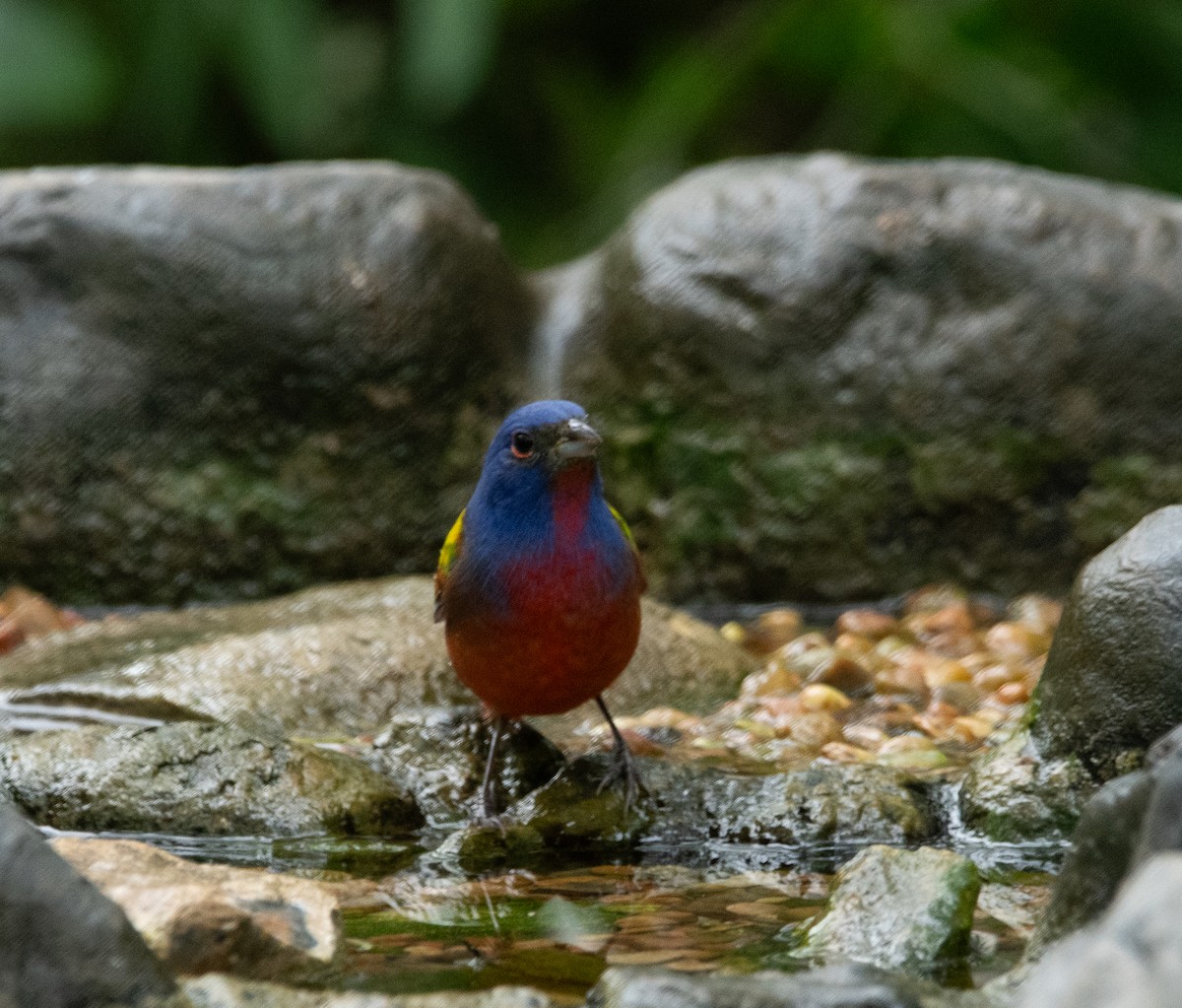 Painted Bunting - ML618075955