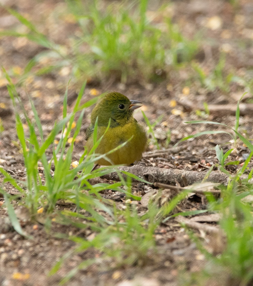 Painted Bunting - ML618075956