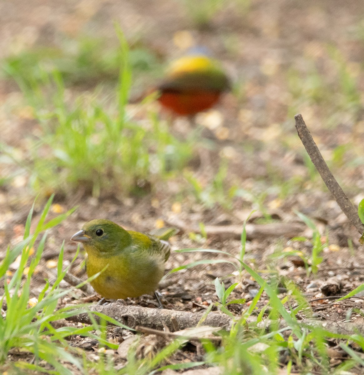 Painted Bunting - ML618075957