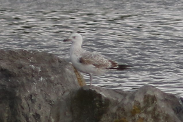 goéland ou mouette sp. - ML618075970