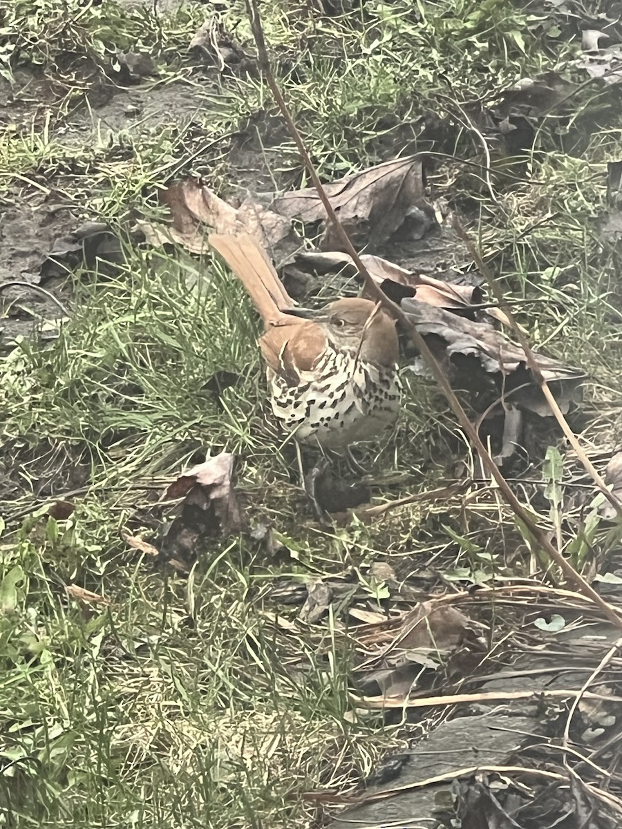 Brown Thrasher - Caroline Vinet