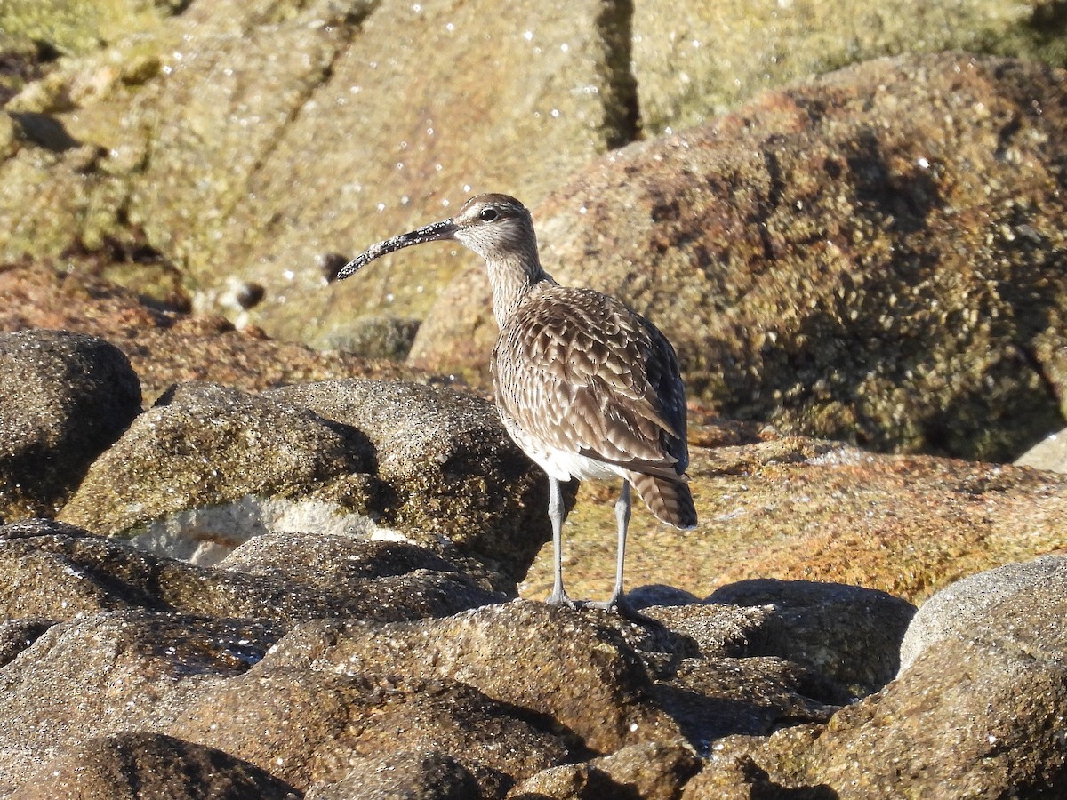 Whimbrel - Pablo García (PGR)