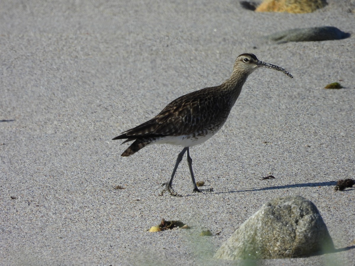 Whimbrel - Pablo García (PGR)