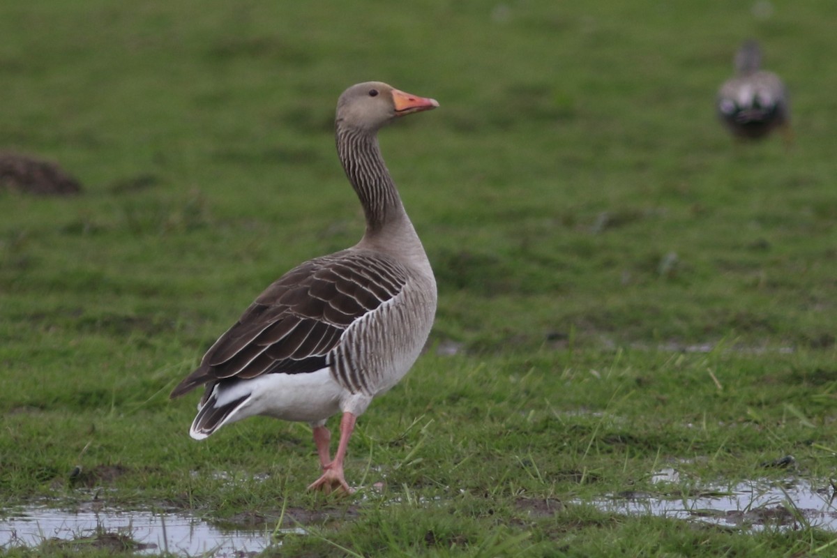 Graylag Goose - Benjamin Pap