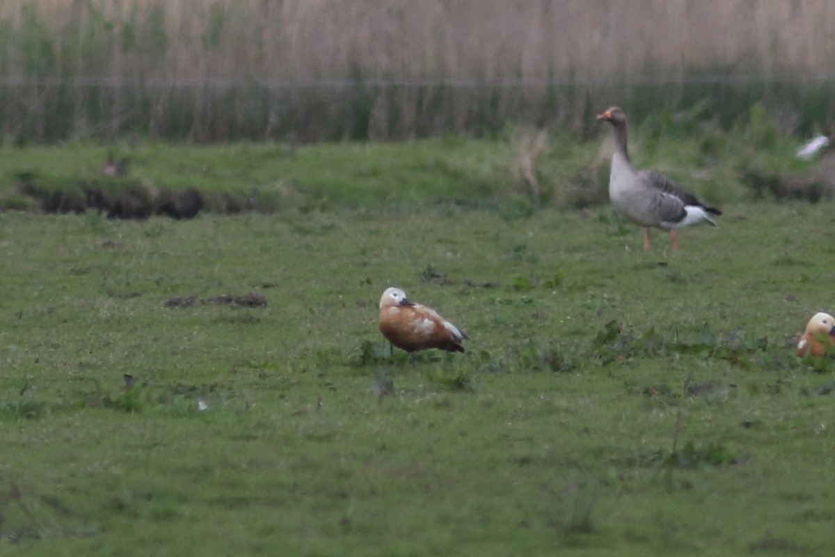 Ruddy Shelduck - Benjamin Pap