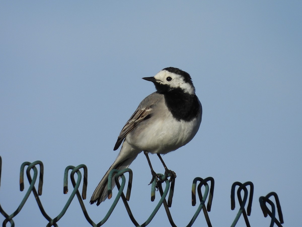 White Wagtail - ML618076006