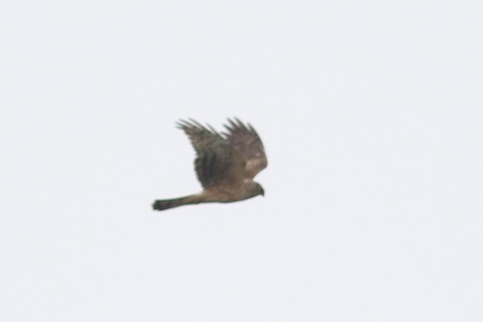 Hen Harrier - ML618076017