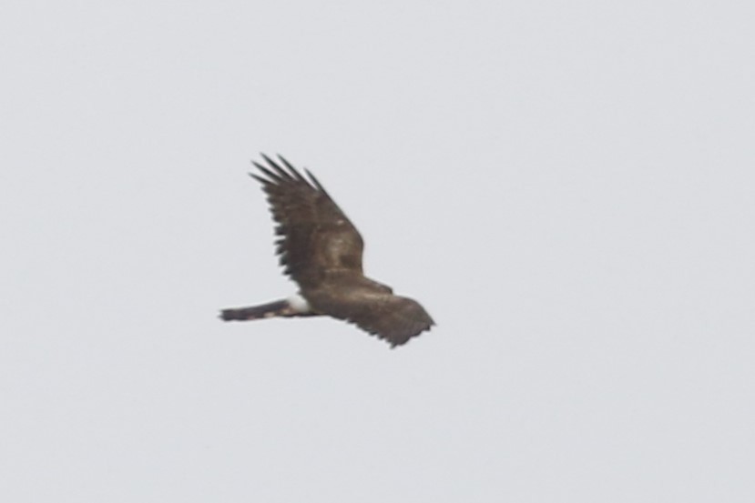 Hen Harrier - ML618076018