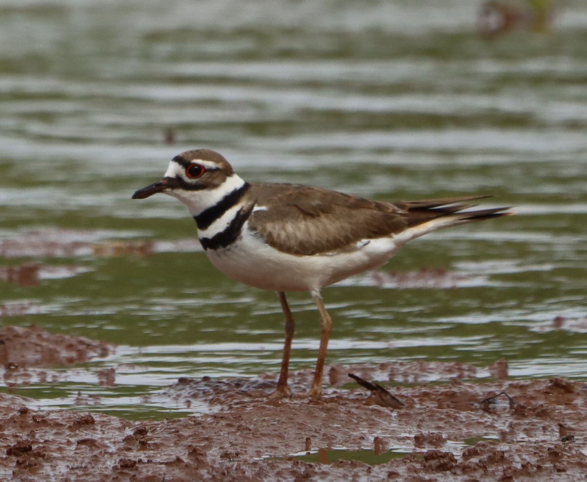 Killdeer - Patrick McGaugh