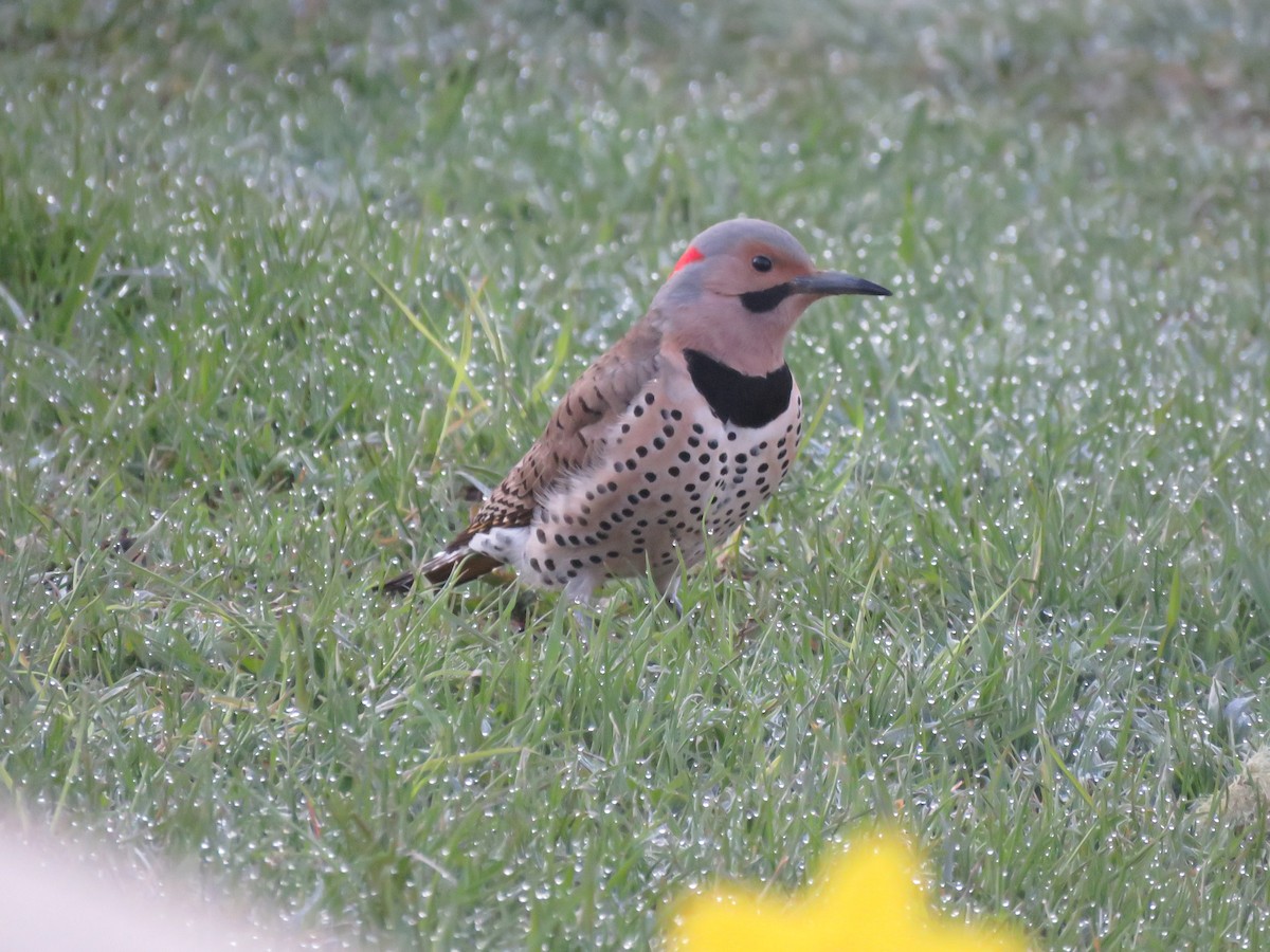 Northern Flicker - ML618076033