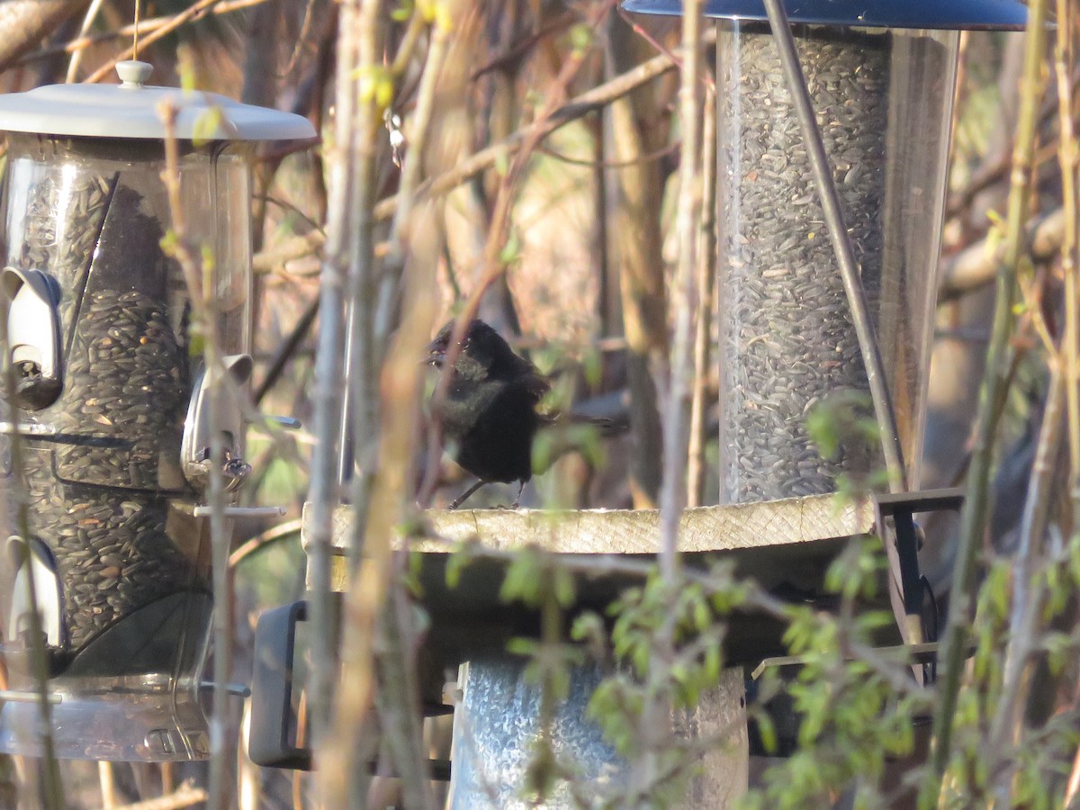 Red-winged Blackbird - ML618076040