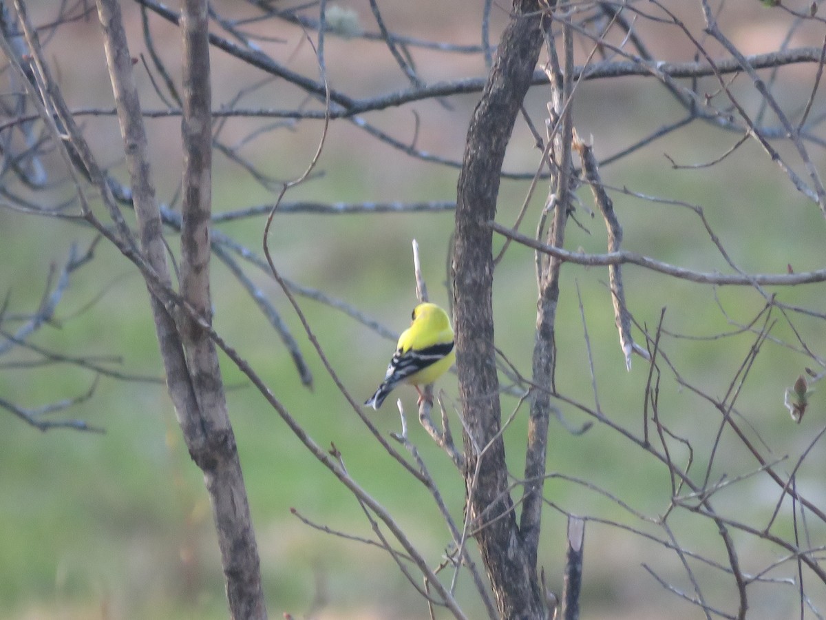 Chardonneret jaune - ML618076046