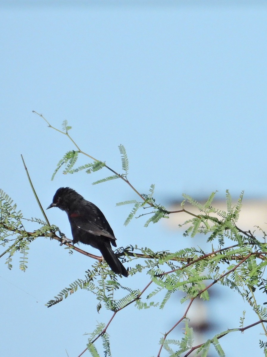 Variable Oriole - Hugo Valderrey